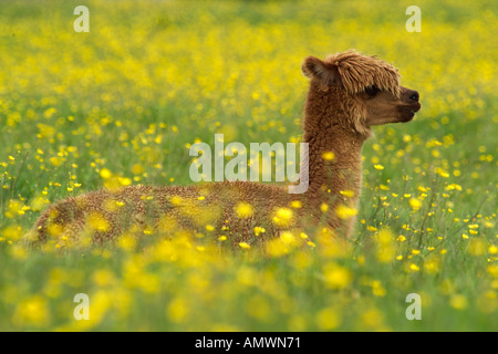 ALPACA calf Lama pacos freshly shawn UK Native to South American andes Camel family Stock Photo
