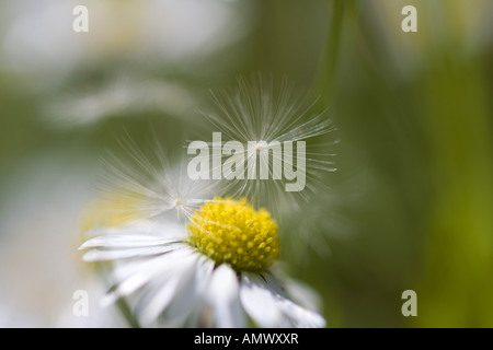 Swan river Daisy, Cut Leaf Daisy (Brachyscome multifida, Brachycome multifida), with pappus of dandelion, Germany, Saxony, Vogt Stock Photo