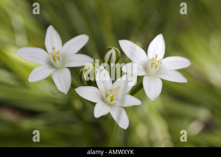 sleepydick, star of bethlehem (Ornithogalum umbellatum), blooming, Germany, Saxony, Vogtlaendische Schweiz Stock Photo