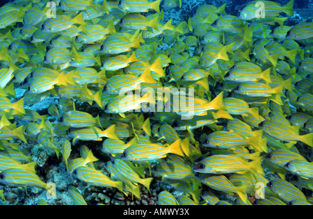 blue-banded snapper, moonlighter, common bluestripe snapper (Lutjanus ...