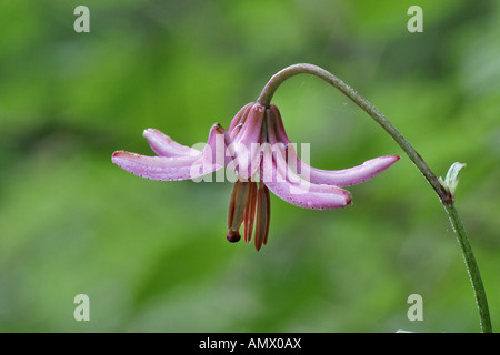 martagon lily, purple turk's cap lily (Lilium martagon), flower, Germany, Bavaria, Allgaeu Stock Photo