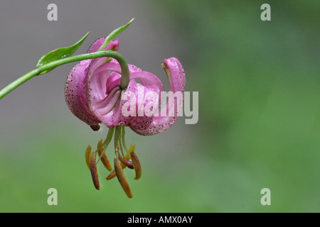 martagon lily, purple turk's cap lily (Lilium martagon), flower, Germany, Bavaria, Allgaeu Stock Photo