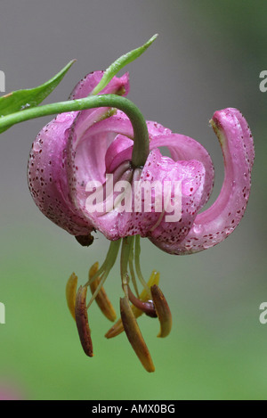 martagon lily, purple turk's cap lily (Lilium martagon), flower, Germany, Bavaria, Allgaeu Stock Photo