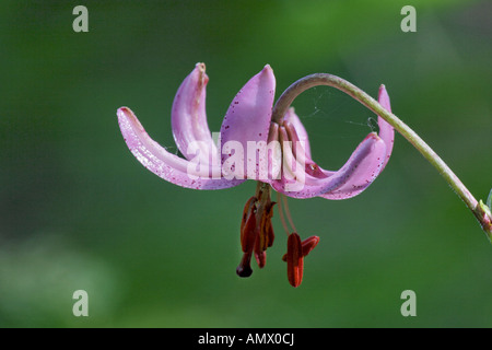 martagon lily, purple turk's cap lily (Lilium martagon), flower, Germany, Bavaria, Allgaeu Stock Photo