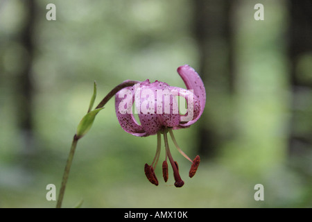 martagon lily, purple turk's cap lily (Lilium martagon), flower, Germany, Bavaria, Allgaeu Stock Photo