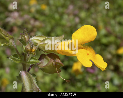 yellow monkeyflower (Mimulus guttatus), flower Stock Photo