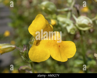 yellow monkeyflower (Mimulus guttatus), flower Stock Photo