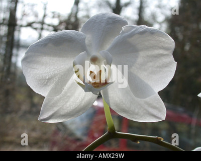 moth orchid (Phalaenopsis-Hybride), single blossom Stock Photo