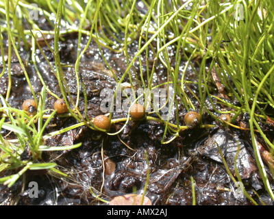 pillwort (Pilularia globulifera), sporocarps Stock Photo