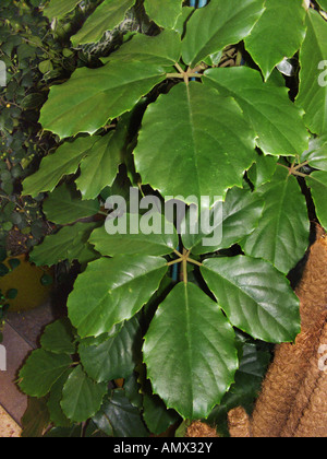 Chestnut Vine, Lizard Plant (Tetrastigma voinierianum), leaves Stock Photo