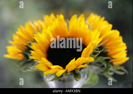 Three Sunflowers in a Glass Pot, Helianthus annuus, Asteraceae Stock Photo