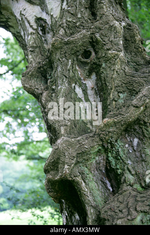 Old Silver Birch Tree Trunk Resembling a Strange Face Stock Photo