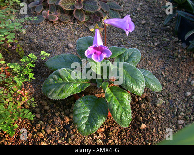 Gloxinia (Sinningia speciosa), wild form Stock Photo