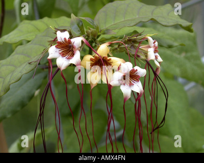 Corkscrew Flower, Spider Tresses (Strophanthus preussii), blossoms Stock Photo