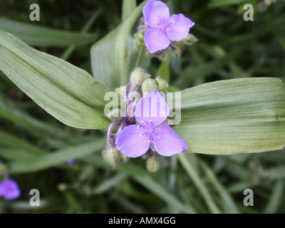 Ohio spiderwort (Tradescantia ohiensis), blossoms Stock Photo