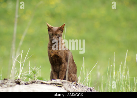 Close-up of cat sitting in field Stock Photo