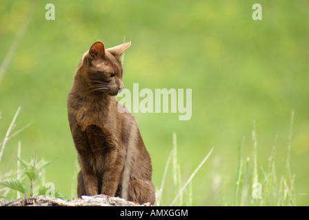 Close-up of cat sitting in field Stock Photo