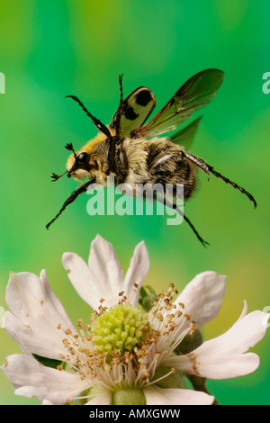 Close-up of Bee Chafer (Trichius Fasciatus) hovering over flower Stock Photo