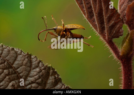 Close-up of Nut Weevil (Curculio nucum) hovering over leaf Stock Photo