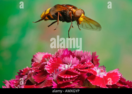 Close-up of Hornet Mimic Hoverfly (Volucella zonaria) hovering over flower Stock Photo