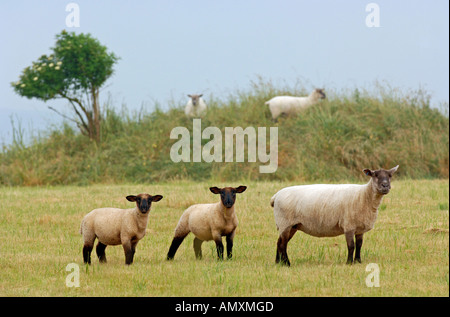 Sheep, Lambs, Dorset Britain UK Stock Photo