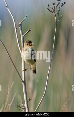 Close-up of Eurasian Reed Warbler (Acrocephalus scirpaceus) bird perching on twig Stock Photo