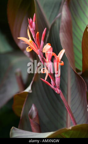 Indian Shot Canna indica purpurea Cannaceae Stock Photo