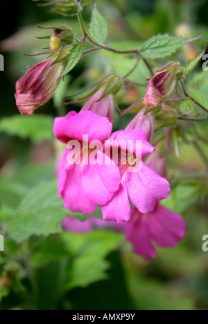 Chinese Foxglove aka Beverly Bells Rehmannia elata Scrophulariaceae Stock Photo