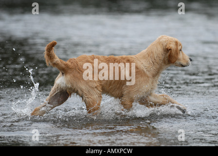 Dog wading in river Stock Photo
