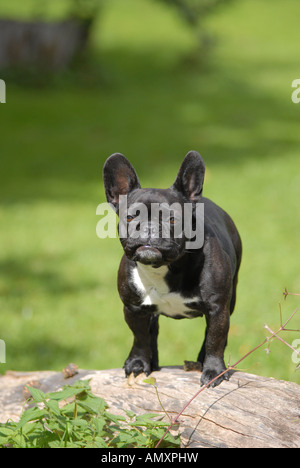 French Bulldog standing on rock Stock Photo