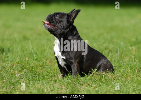 French Bulldog sitting in field Stock Photo