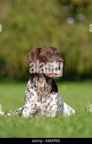 German Shorthaired Pointer sitting in field Stock Photo