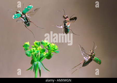 Close-up of three Green Tiger Beetles (Cicindela campestris) flying over flower Stock Photo