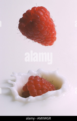 Close-up of raspberries splashing into milk Stock Photo