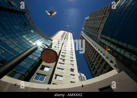 A bird flies among the high rise apartment buildings in Buenos Aires, Argentina. Stock Photo