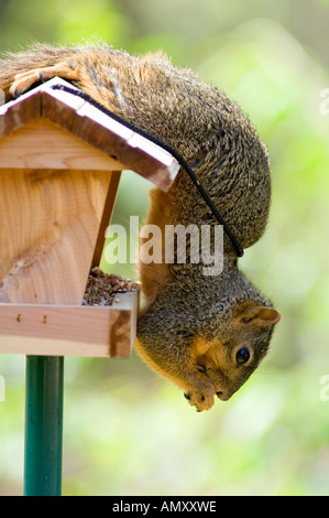 Red fox squirrel being intuitive feeding from a bird feeder by hanging from the roof. Stock Photo