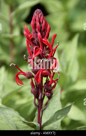 Devils Tobacco, Lobelia tupa, Campanulaceae Stock Photo