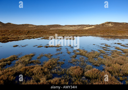 Grasses growing in water Stock Photo