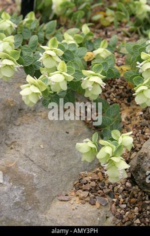 Origanum rotundifolium, Lamiaceae (Labiatae), Caucasus, Turkey. Stock Photo