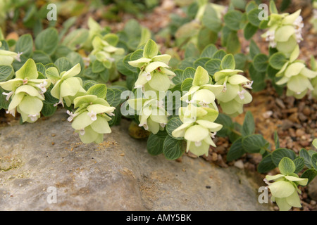 Origanum rotundifolium, Lamiaceae (Labiatae), Caucasus, Turkey. Stock Photo