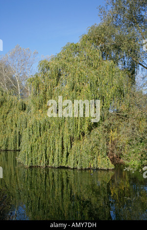 WEEPING WILLOW Salix alba Tristis on bank of River Lea Lea Valley Park Essex November WeepingWillow2030 Stock Photo