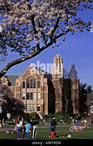 People on grass under spring cherry blossoms University of Washington Seattle WA Stock Photo