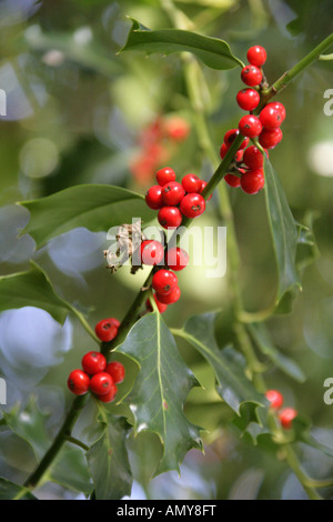 Holly Berries, Ilex aquifolium, Aquifoliaceae Stock Photo