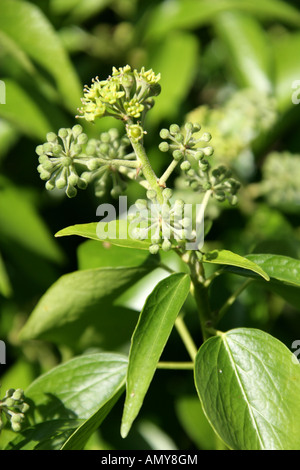 Ivy, Hedera helix, Araliaceae Stock Photo