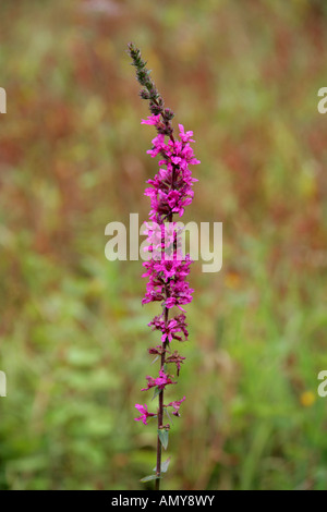 Purple Loosestrife, Lythrum salicaria, Lythraceae Stock Photo