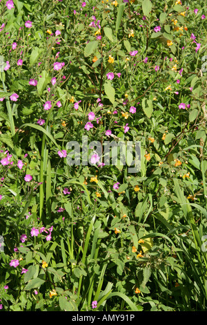 Great Willowherb, Epilobium hirsutum and Orange Balsam, Impatiens capensis aka Jewelled Balsam or Spotted Touch Me Not Stock Photo