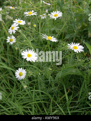Scentless Mayweed, Matricaria perforata or Tripleurospermum inodorum or Tripleurospermum perforatum, Asteraceae Stock Photo