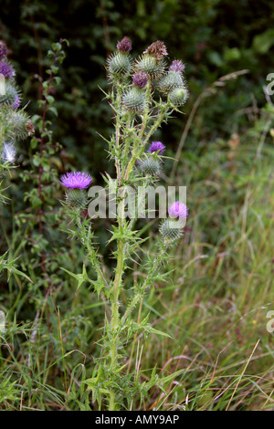 Spear Thistle, Cirsium vulgare, Asteraceae Stock Photo