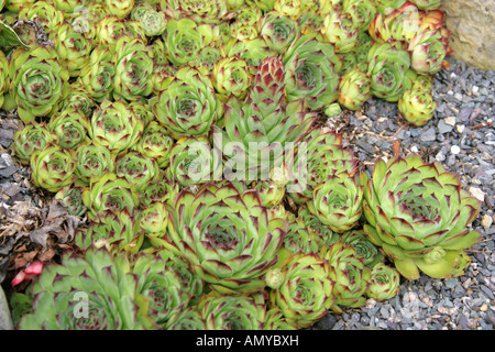 Sempervivum calcareum, Crassulaceae Stock Photo