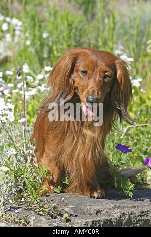 long-haired dachshund - sitting in front of flowers Stock Photo